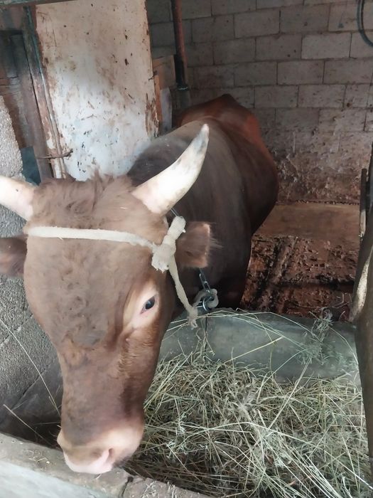 Продам бычков возраста разные цены разные