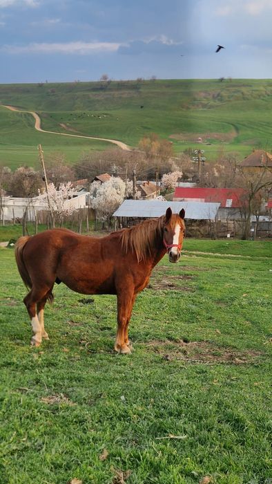 Vând cal foarte cuminte