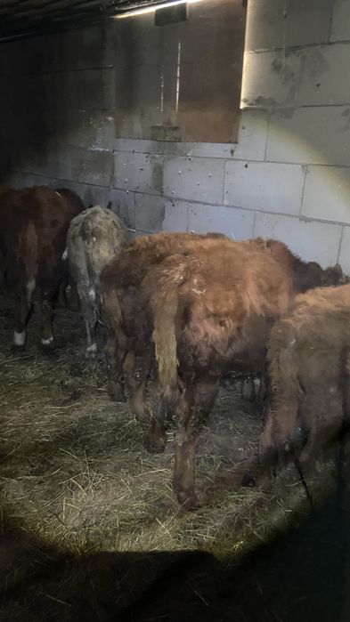 Продам телят оптом