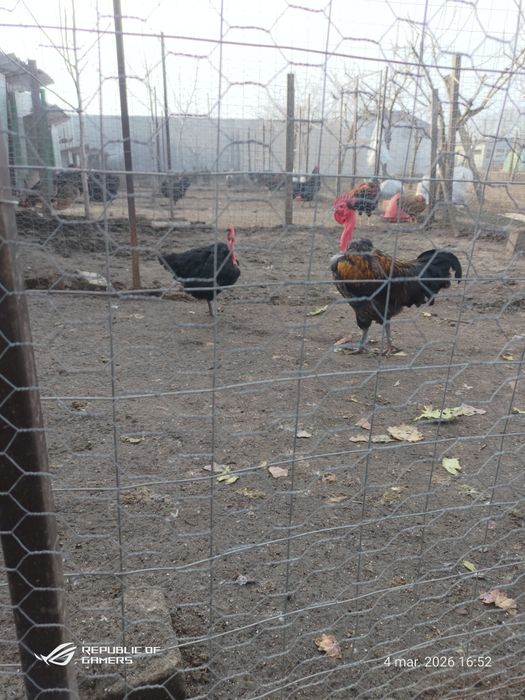 Pui de găină australorp  si rasă mixtă