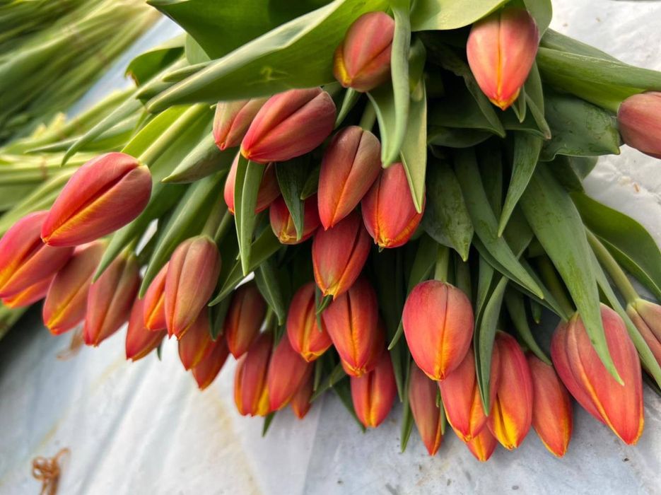 Продажа тюлпанов