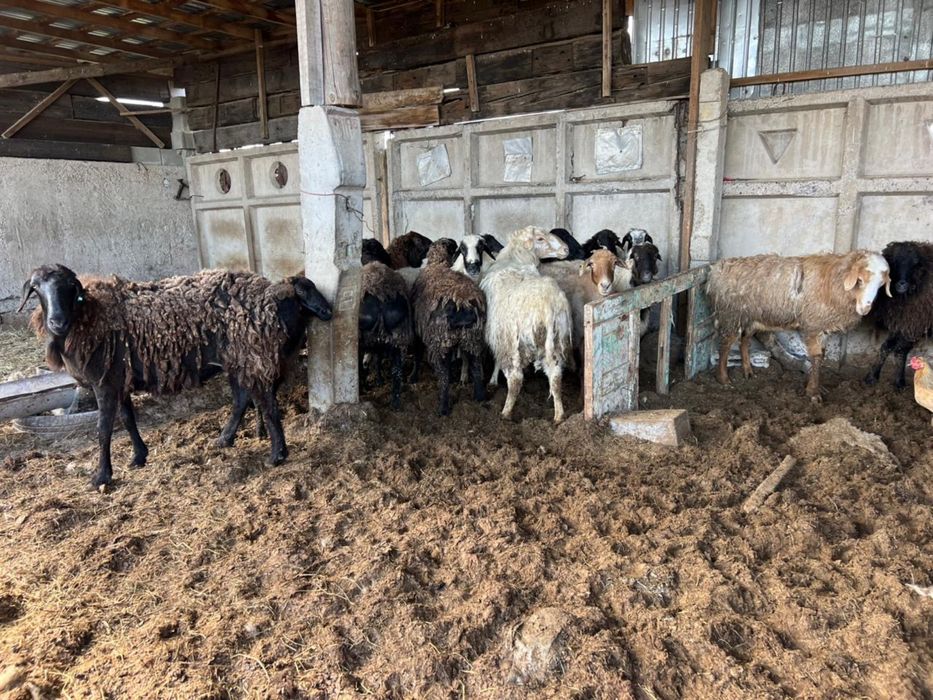 Ісек , сауық қойлар