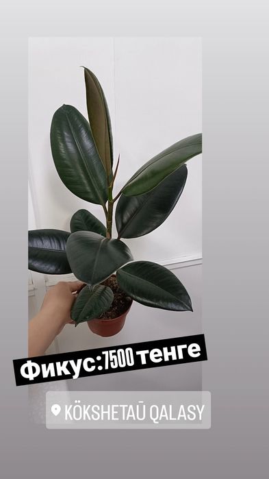 Фикус:7500 тенге