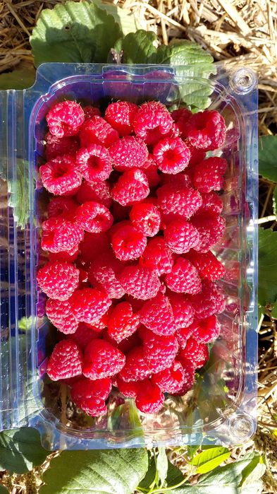 mur si zmeur(primo cane)