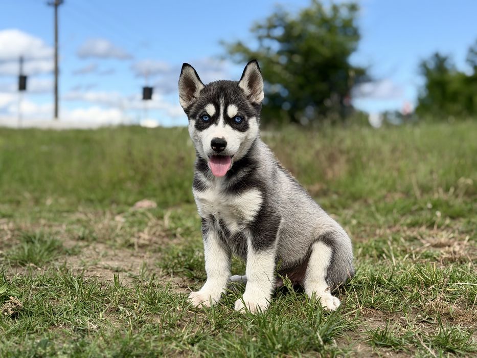 Mascul husky siebrian deosebit!