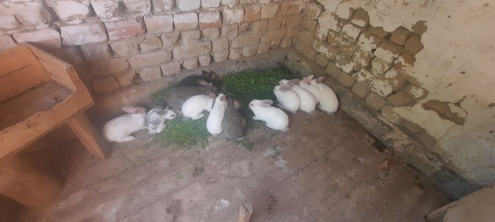 Коян 2 ай болған