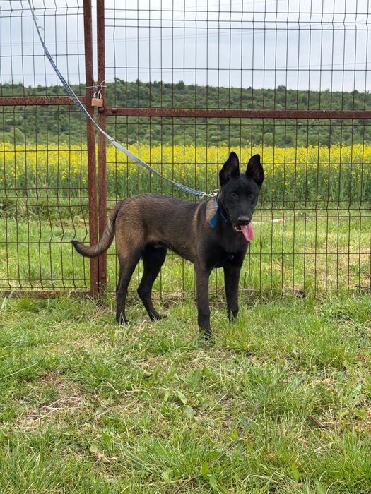 Mascul Ciobanesc Belgian Malinois