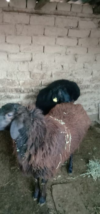 Ұрғашы қой,тоқтылар