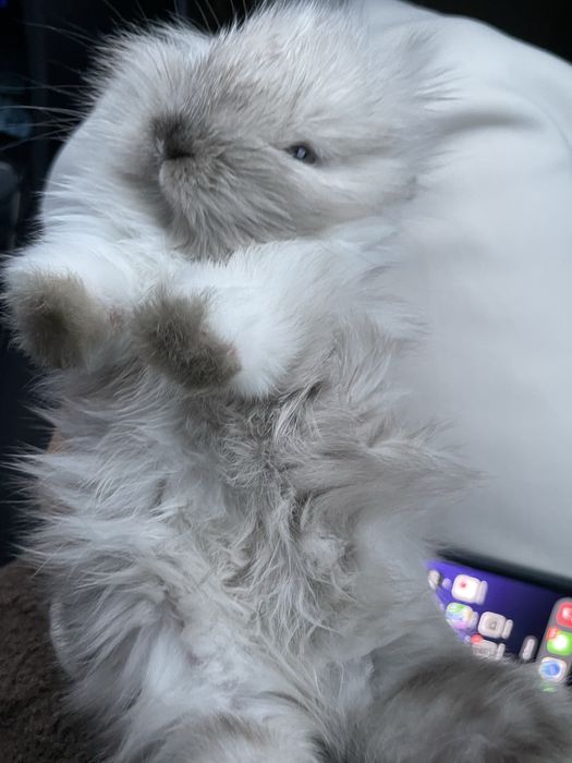 Продам Декоративного кролика