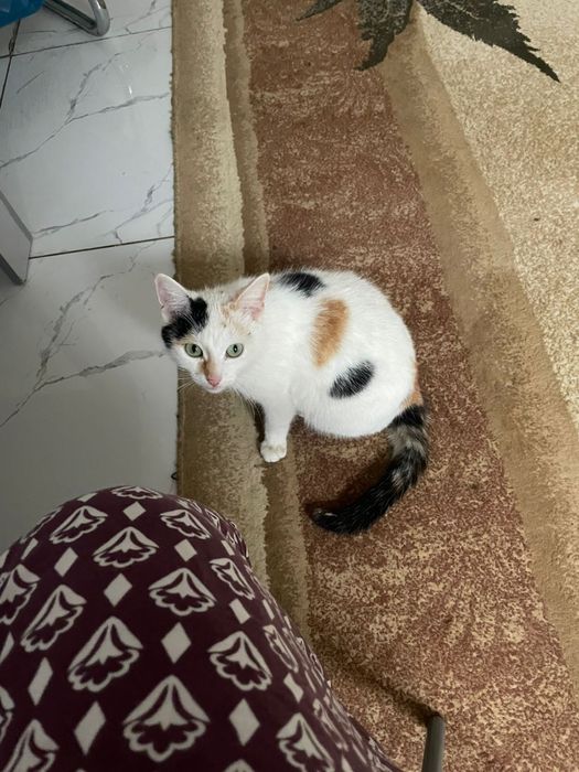 Кошки Мысықтар