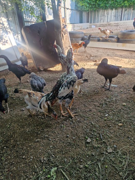Куры и петухи продам