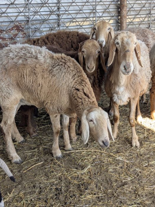 Арашан перво ярка