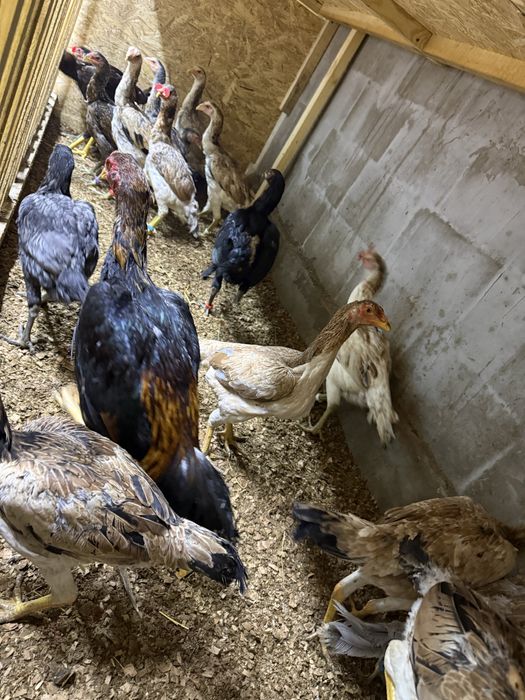 Продам молодых курей