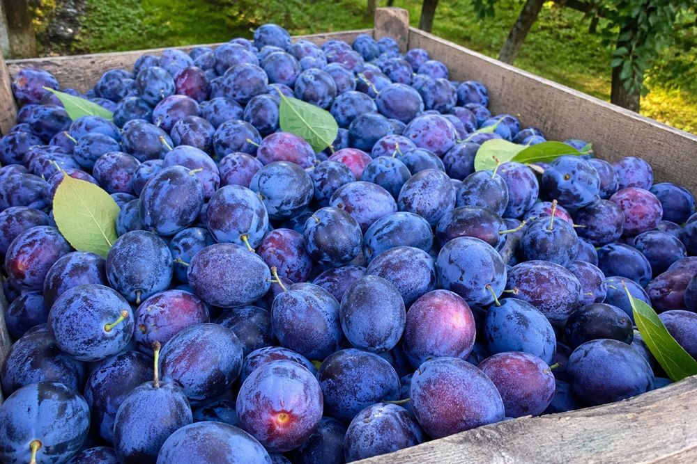 Vand prune pentru tuica si palinca