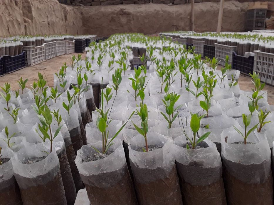 Пайванд хандон писта привитые саженцы фисташек,  серхосил бодом ва ен