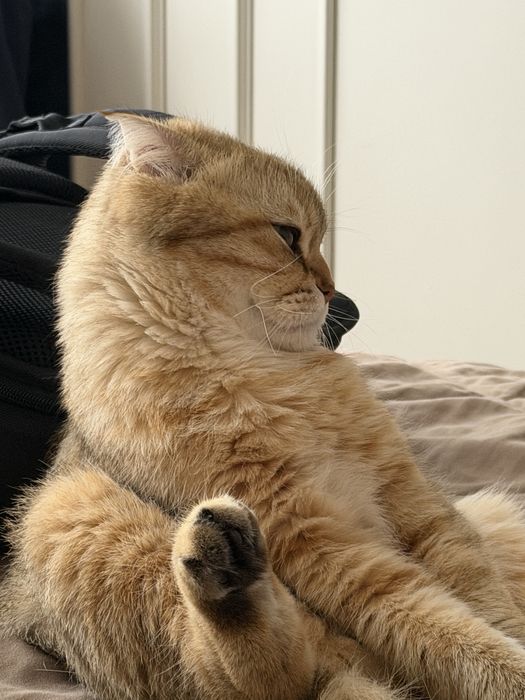 Шотланский вислоухий