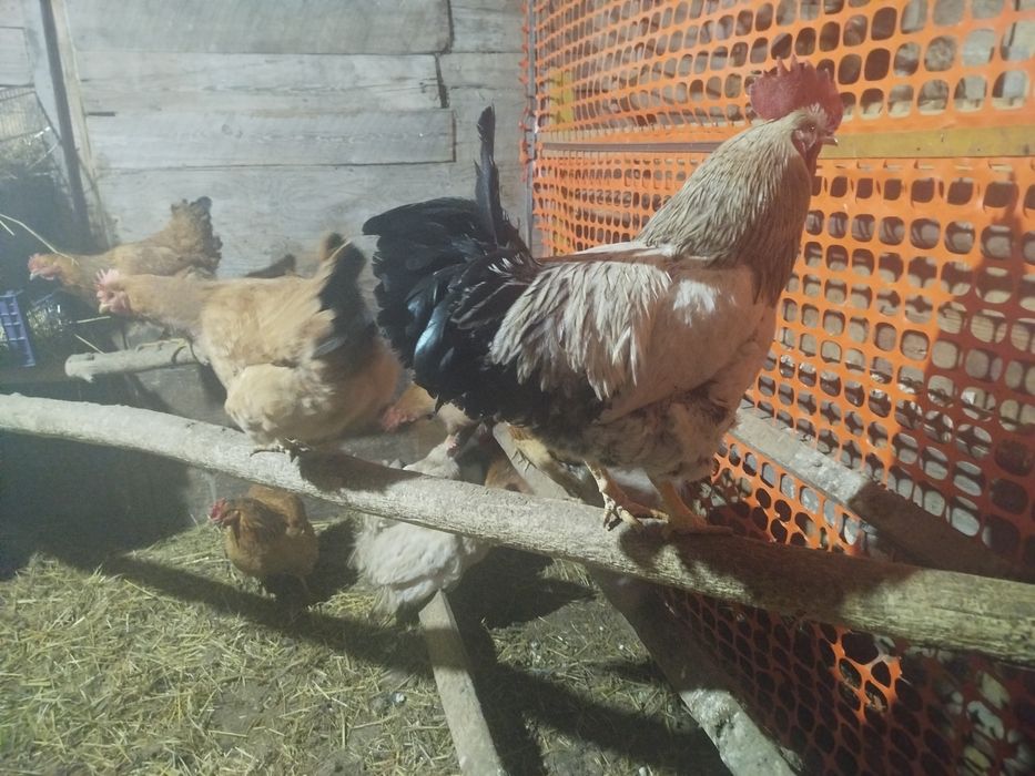 Домашние петушки молодые