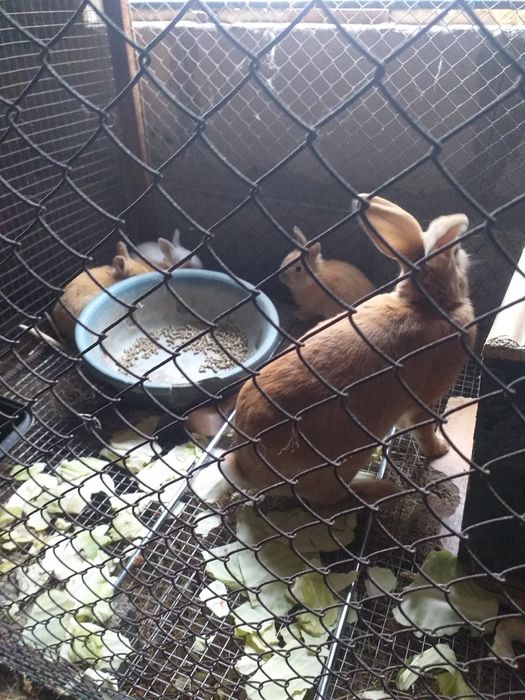 Кролики молодняк