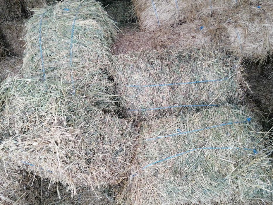 Vand baloti de lucerna si de paie