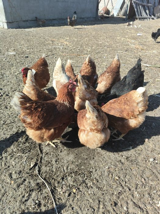 Продам молоденьких курочек