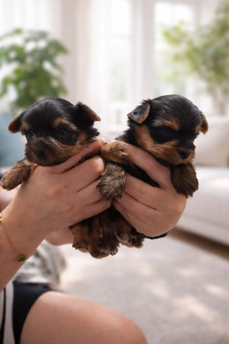 Продаются щенки Йоркширского терьера минни