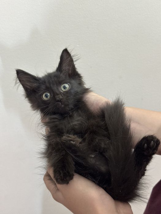 котенка в добрые руки