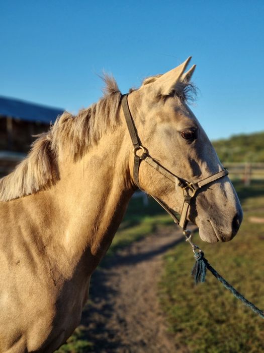 Vând metis andaluz (echitatie, agrement)