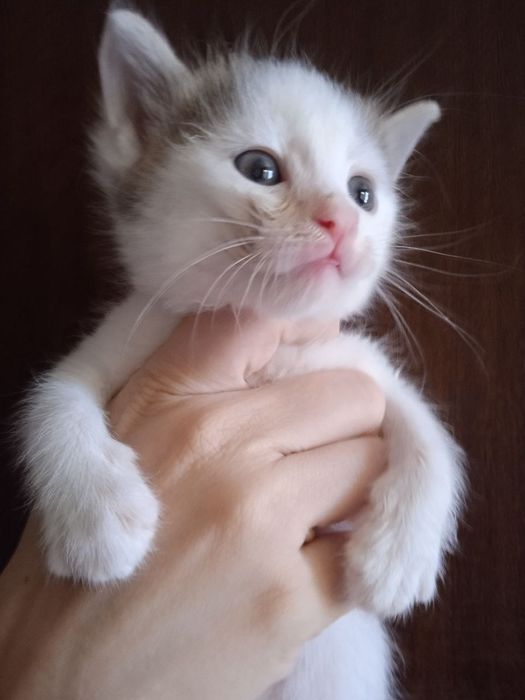 Пристраиваются милые котята