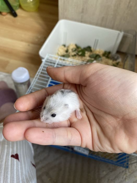 Хомяки мальчики и девочки