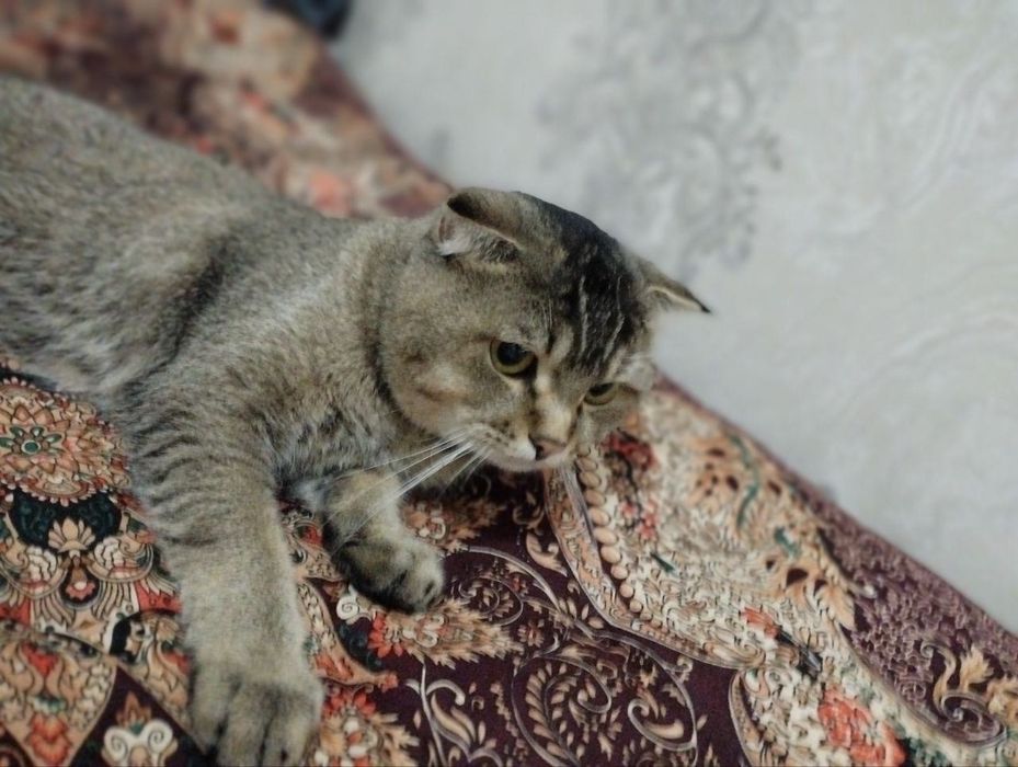 Shotlanskiy shinshila sotiladi