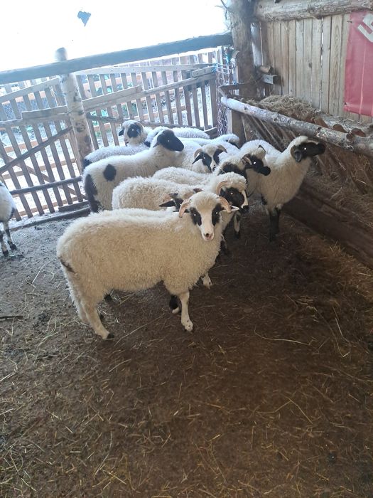 Vând 8 mieii berbecuț