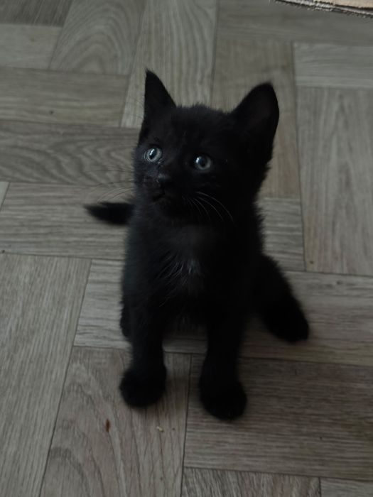 Котятки в любящие руки
