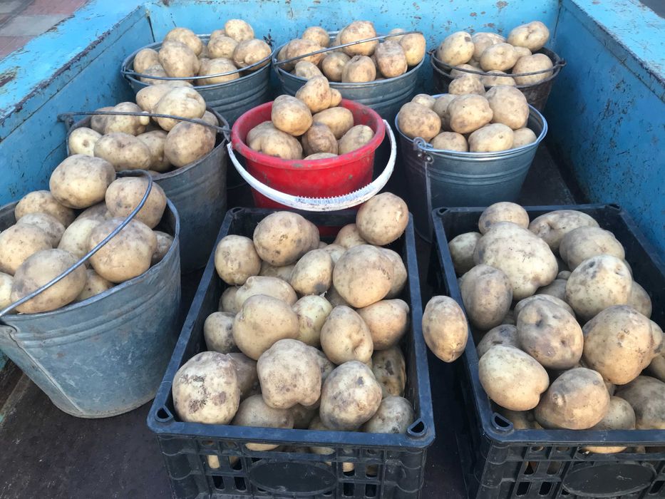 продам семенной картофель