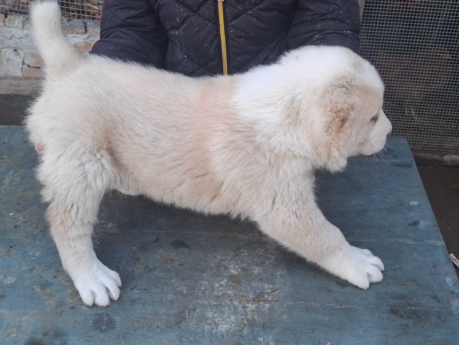 Алабайчета от елитни родители