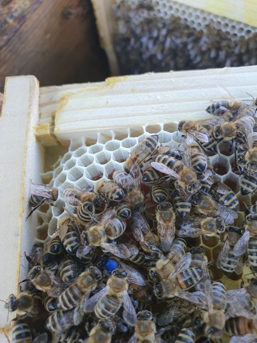 Vand roiuri de albine