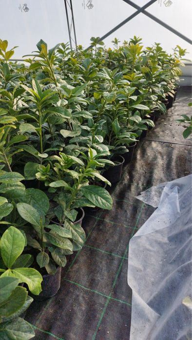 Лавровишна Новита