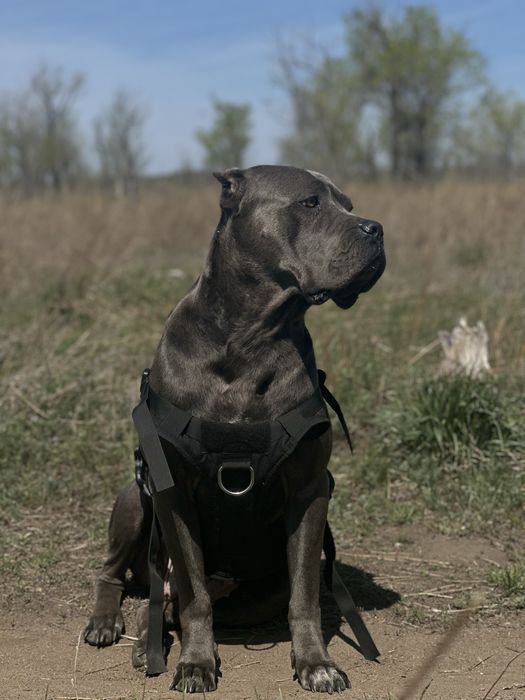 Щенки Кане корсо