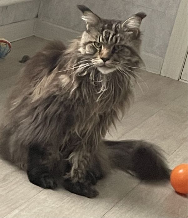 Чистокровный Мейн кун.