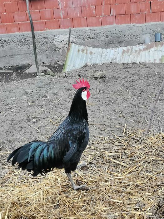 Vând Cocoșșșșșșș