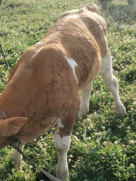 Vând vaca cu tauras lângă