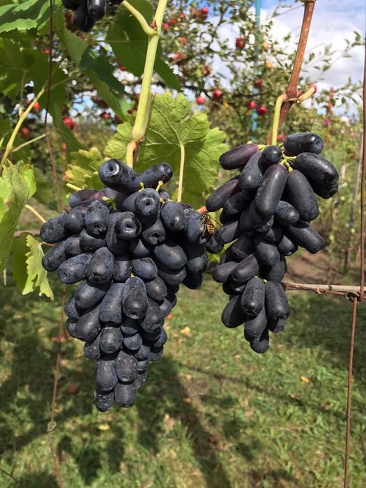 Vând vita de vie struguri de masă care merg si bolta