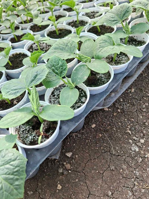 ТОП РАЗСАД НА ТОП ЦЕНА!!!