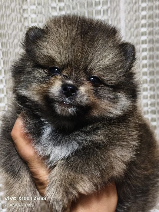 Очаровательные щенки шпица.