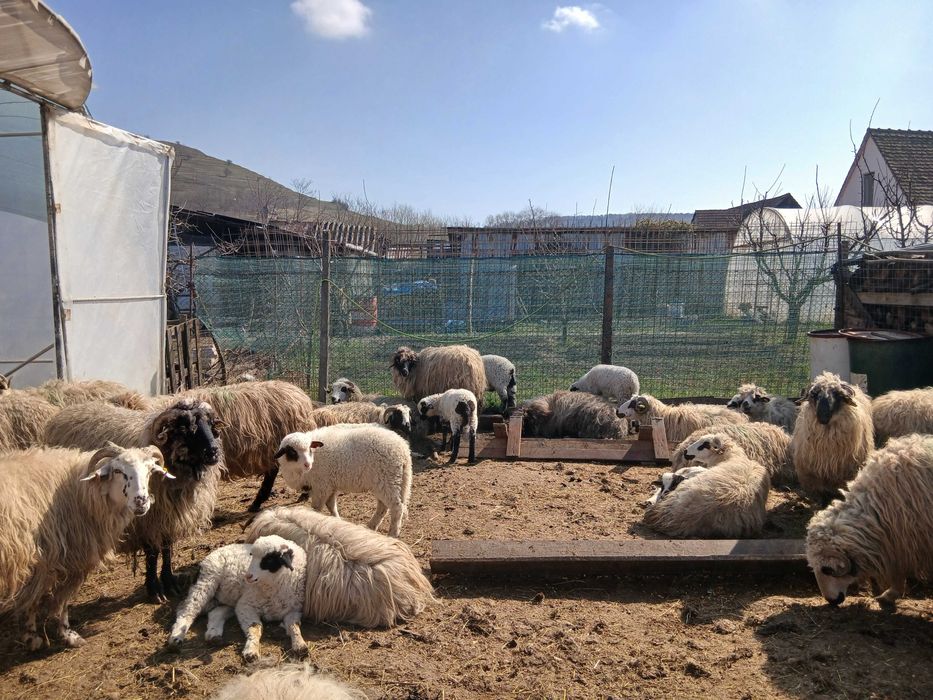 Oi de vanzare jud sibiu