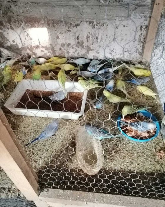 Vand persusi si nimfe