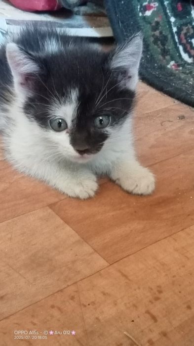 Котята бесплатно в добрые руки