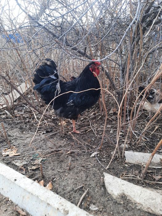 Петухи, атеш сатылады