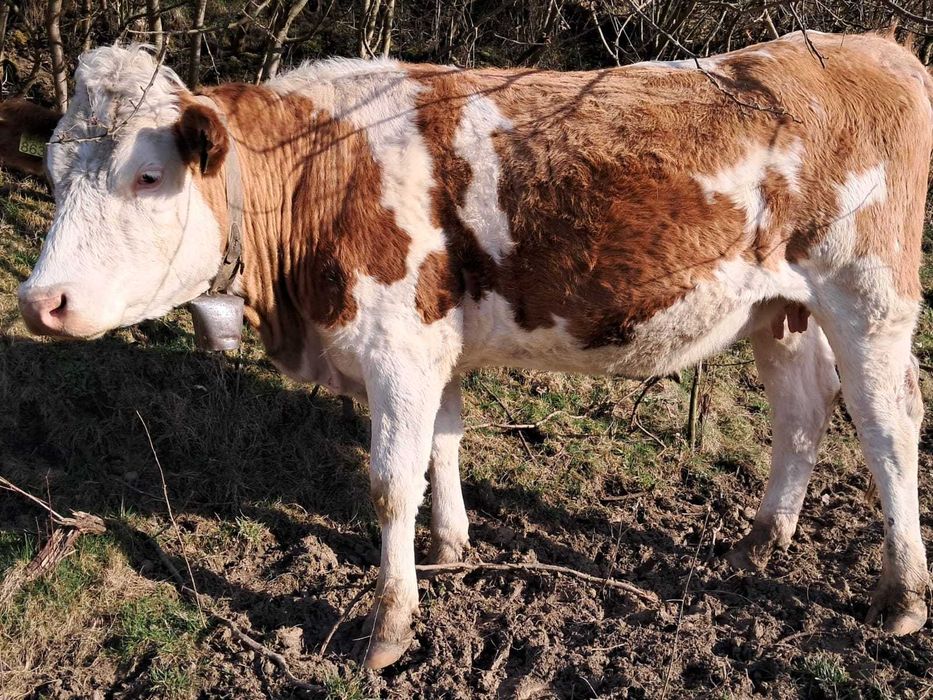 Juninci baltate de vanzare