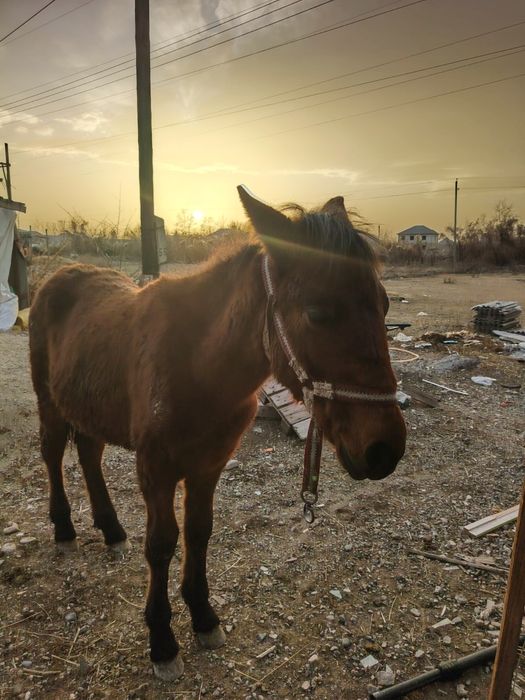 Жабағы жылқы сатылады