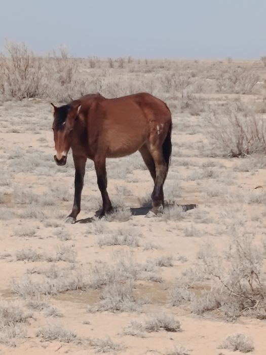 Паджеро 2 АКПП раздатка супер селект
